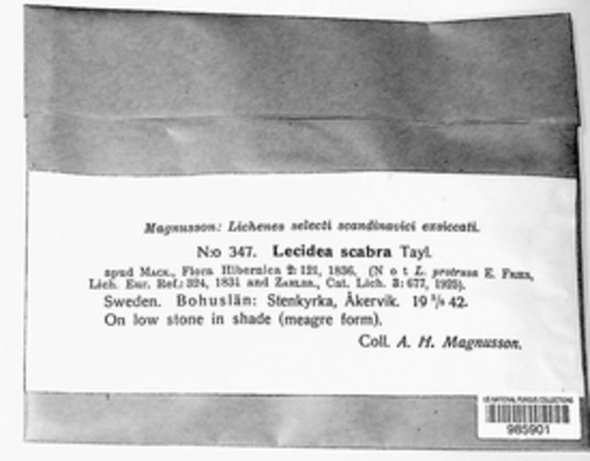 Lecidella scabra image